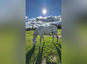 KWPN, Caballo castrado, 11 años, 164 cm, Tordo
