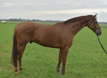 KWPN, Caballo castrado, 11 años, 165 cm, Alazán