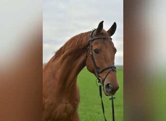KWPN, Caballo castrado, 11 años, 165 cm, Alazán