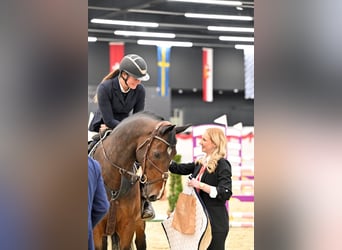 KWPN, Caballo castrado, 11 años, 166 cm, Castaño