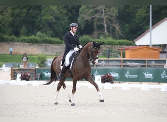 KWPN, Caballo castrado, 11 años, 167 cm, Alazán-tostado