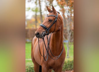 KWPN, Caballo castrado, 11 años, 167 cm, Castaño