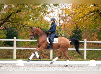 KWPN, Caballo castrado, 11 años, 167 cm, Castaño