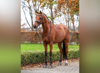 KWPN, Caballo castrado, 11 años, 167 cm, Castaño