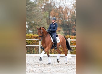 KWPN, Caballo castrado, 11 años, 167 cm, Castaño