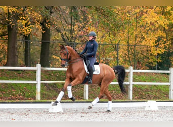 KWPN, Caballo castrado, 11 años, 167 cm, Castaño