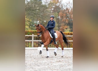 KWPN, Caballo castrado, 11 años, 167 cm, Castaño