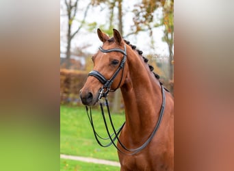 KWPN, Caballo castrado, 11 años, 167 cm, Castaño