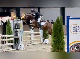 KWPN, Caballo castrado, 11 años, 167 cm, Castaño