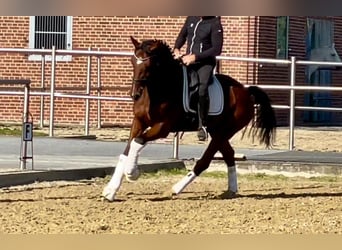 KWPN, Caballo castrado, 11 años, 167 cm, Castaño