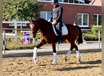 KWPN, Caballo castrado, 11 años, 167 cm, Castaño