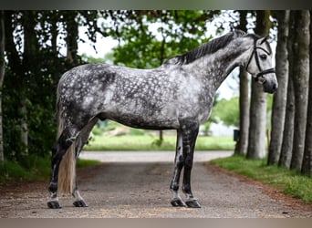 KWPN, Caballo castrado, 11 años, 167 cm, Tordo