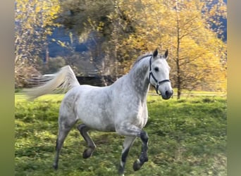 KWPN, Caballo castrado, 11 años, 167 cm, Tordo