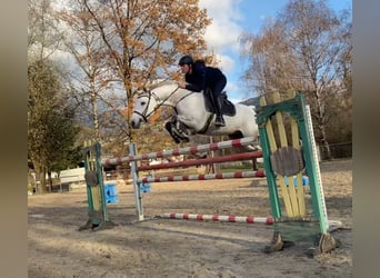 KWPN, Caballo castrado, 11 años, 167 cm, Tordo