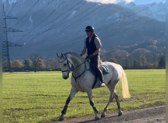 KWPN, Caballo castrado, 11 años, 167 cm, Tordo