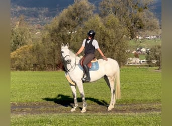 KWPN, Caballo castrado, 11 años, 167 cm, Tordo