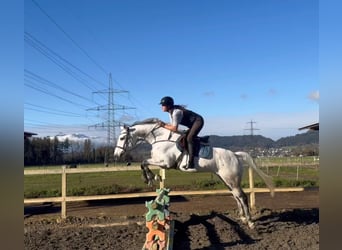 KWPN, Caballo castrado, 11 años, 167 cm, Tordo