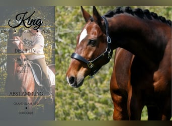 KWPN, Caballo castrado, 11 años, 168 cm, Castaño