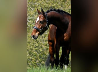 KWPN, Caballo castrado, 11 años, 168 cm, Castaño