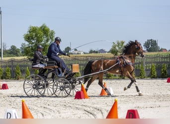 KWPN, Caballo castrado, 11 años, 168 cm, Castaño rojizo