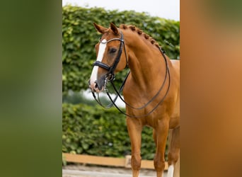 KWPN, Caballo castrado, 11 años, 169 cm, Alazán