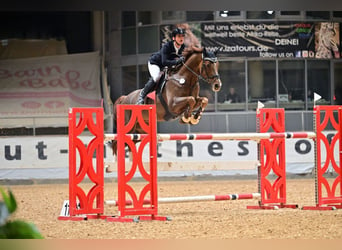 KWPN, Caballo castrado, 11 años, 169 cm, Alazán-tostado