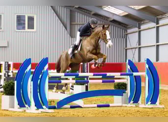 KWPN, Caballo castrado, 11 años, 169 cm