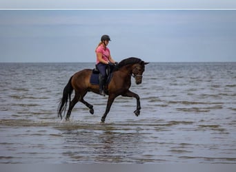 KWPN, Caballo castrado, 11 años, 169 cm, Castaño rojizo