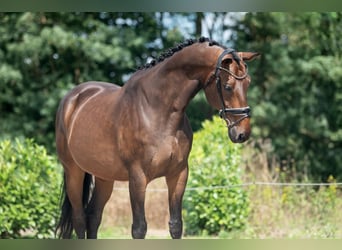 KWPN, Caballo castrado, 11 años, 170 cm, Castaño