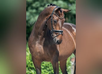 KWPN, Caballo castrado, 11 años, 170 cm, Castaño