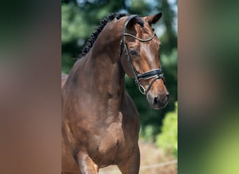 KWPN, Caballo castrado, 11 años, 170 cm, Castaño