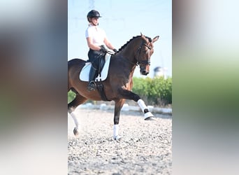 KWPN, Caballo castrado, 11 años, 170 cm, Castaño