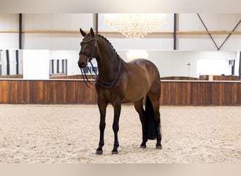 KWPN, Caballo castrado, 11 años, 170 cm, Castaño oscuro