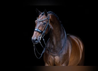 KWPN, Caballo castrado, 11 años, 170 cm, Castaño oscuro