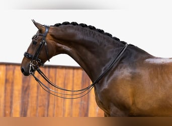 KWPN, Caballo castrado, 11 años, 170 cm, Castaño oscuro