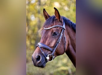 KWPN, Caballo castrado, 11 años, 170 cm, Castaño oscuro
