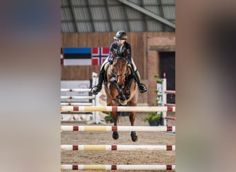 KWPN, Caballo castrado, 11 años, 170 cm, Castaño rojizo
