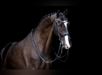 KWPN, Caballo castrado, 11 años, 170 cm, Negro