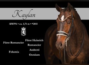 KWPN, Caballo castrado, 11 años, 171 cm, Morcillo