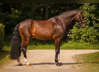 KWPN, Caballo castrado, 11 años, 171 cm, Morcillo
