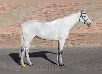 KWPN, Caballo castrado, 11 años, 171 cm, White/Blanco