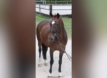KWPN, Caballo castrado, 11 años, 172 cm, Castaño