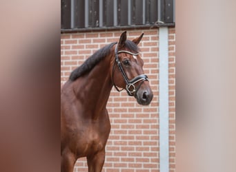 KWPN, Caballo castrado, 11 años, 173 cm, Castaño