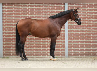 KWPN, Caballo castrado, 11 años, 173 cm, Castaño