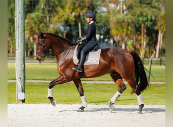 KWPN, Caballo castrado, 11 años, 173 cm, Castaño
