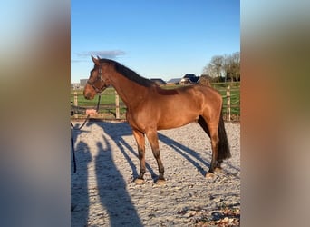 KWPN, Caballo castrado, 11 años, 173 cm, Castaño