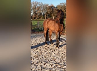 KWPN, Caballo castrado, 11 años, 173 cm, Castaño