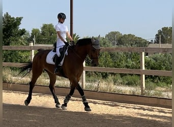 KWPN, Caballo castrado, 11 años, 174 cm, Castaño claro