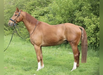 KWPN, Caballo castrado, 11 años, 175 cm, Alazán