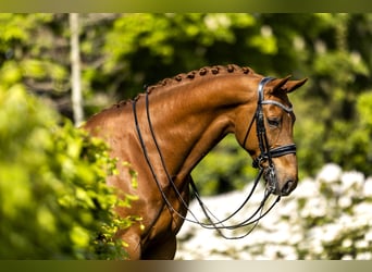 KWPN, Caballo castrado, 11 años, 175 cm, Alazán rojizo